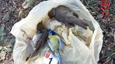 pajarillos cintruénigo