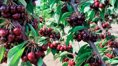 campo de cerezas milagro