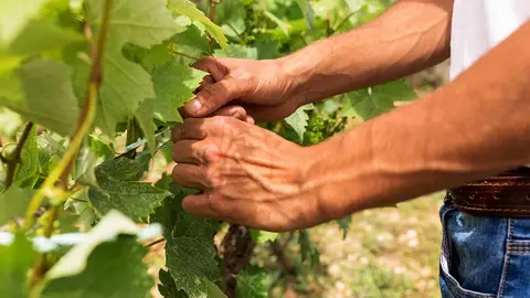 agricultor trabajando en el campo. Foto: Archivo