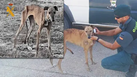 Guardia Civil investiga abandono de un perro galgo en Peralta