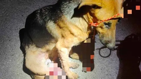 Imagen del animal al ser localizado 