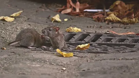 Ratas en una alcantarilla. Foto de archivo