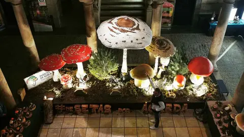 Jornadas Micológicas de Ágrda 2025