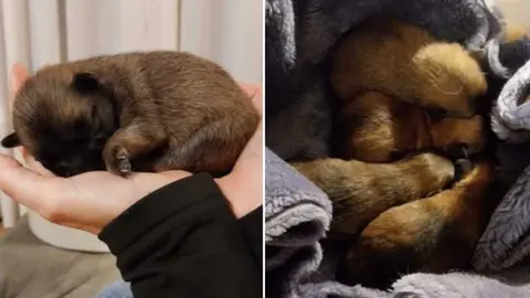 Cachorros tirados a un contenedor en Cortes