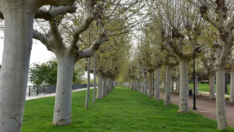 Paseo del Prado de Tudela (6)