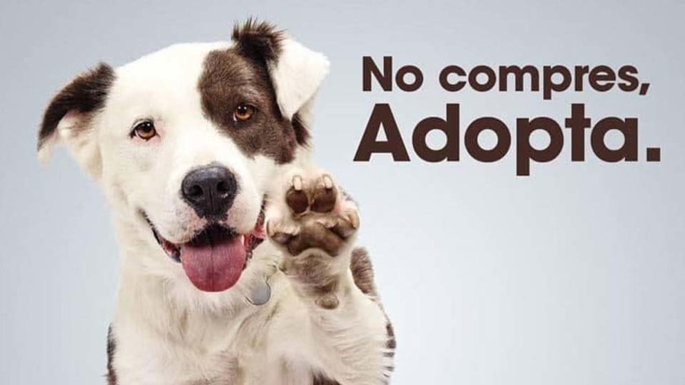 Adopción de perros abandonados