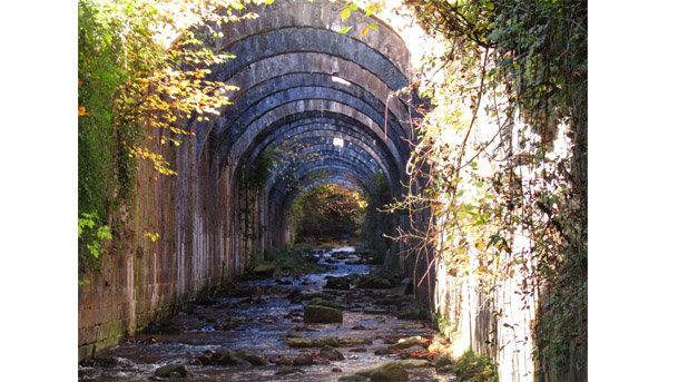 Selva de Irati 3