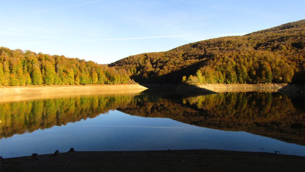 Selva de Irati 4