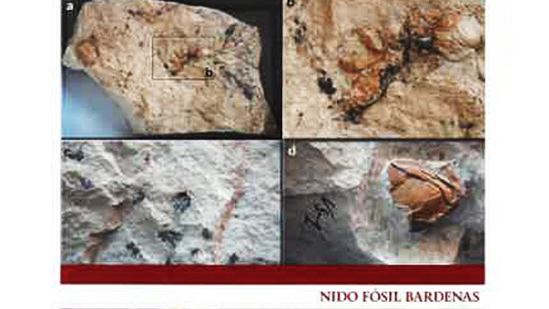 Nido Fósil en Bardenas