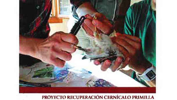 Recuperación del Cernícalo