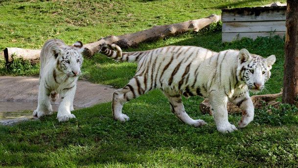 TIGRE BLANCO