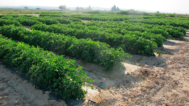 tomates cadreita2