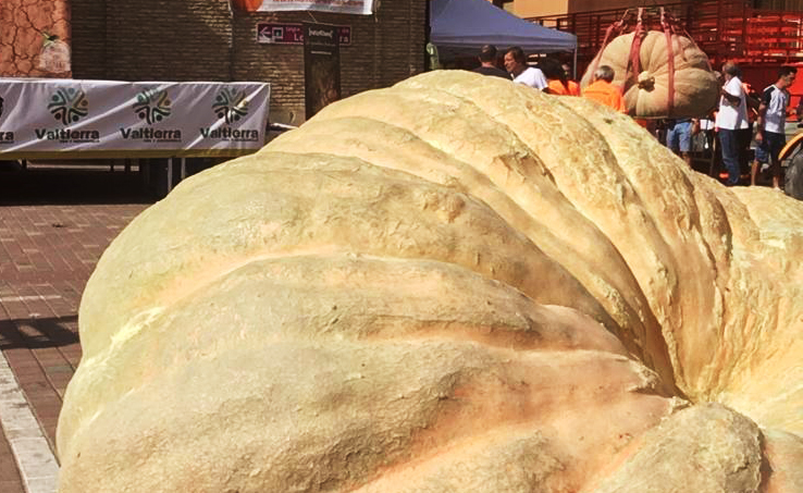 CALABAZA GIGANTE VALTIERRA