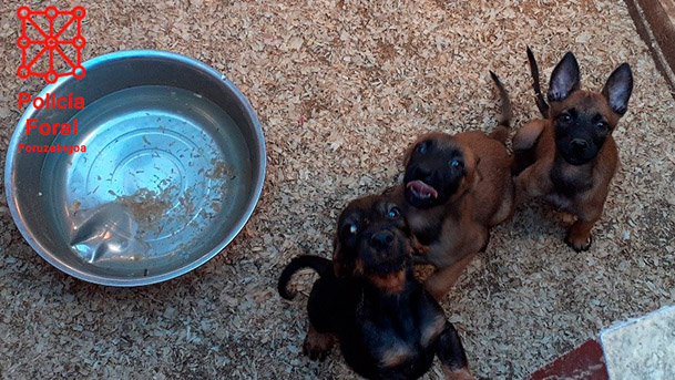 venta ilegal perros2