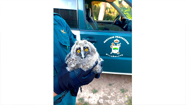 ribaforada buho chico2