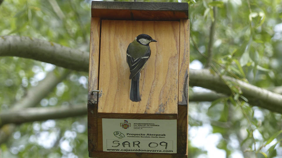 entorno sonoro caja nido