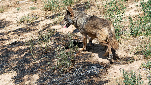 bardenas sendaviva animales incendio4
