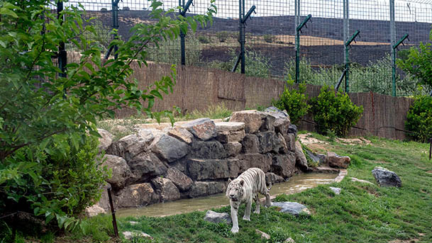 bardenas sendaviva animales incendio3