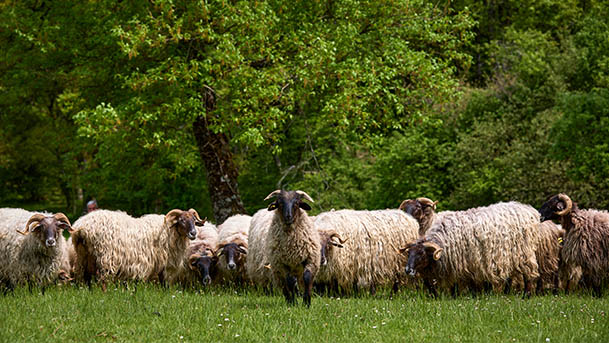 reyno gourmet cordero navarra2