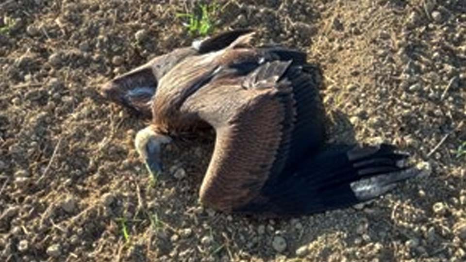 Buitre muerto por no ser atendido Foto Gurelur