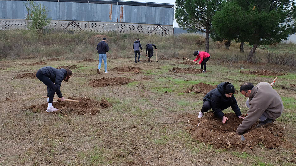 tarazona plantación arboles4