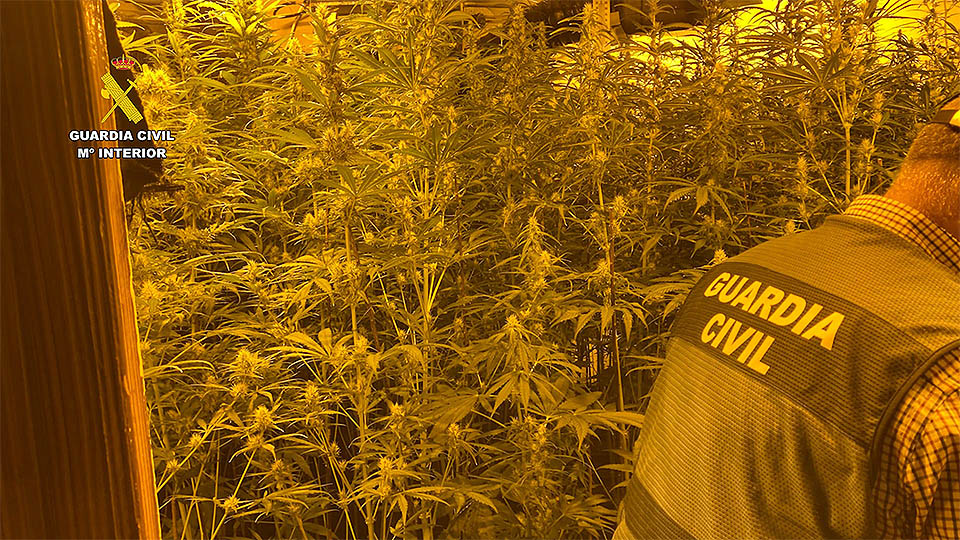 marihuana plantaciones andosilla cortes2