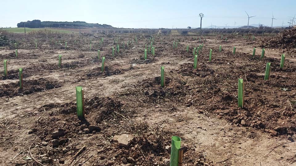Plantación de árboles en la antigua escombrera de Cortes (6)