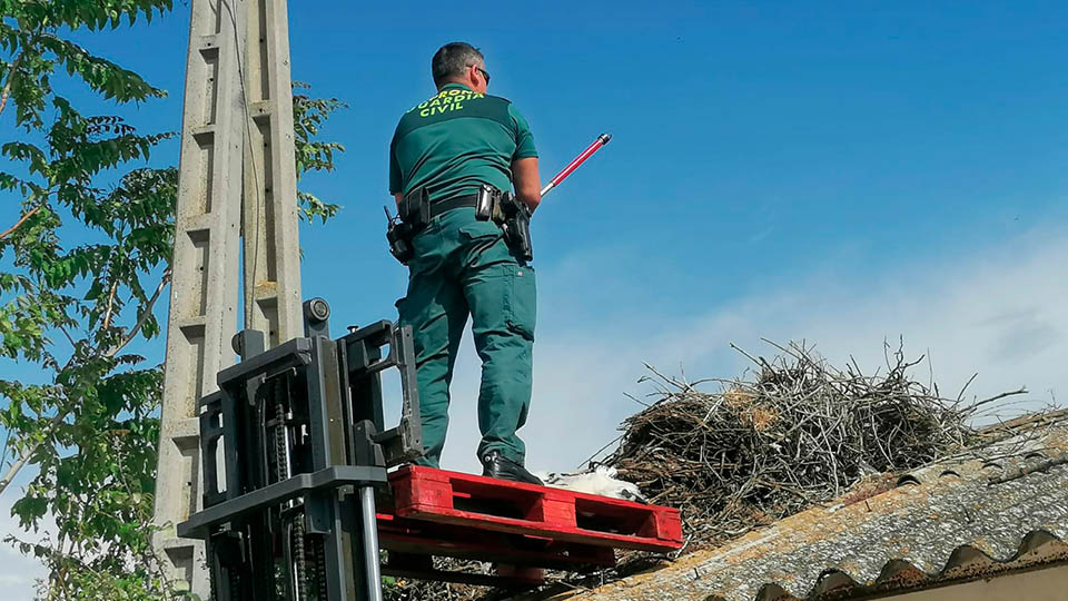 milagro pollo cigüeña2