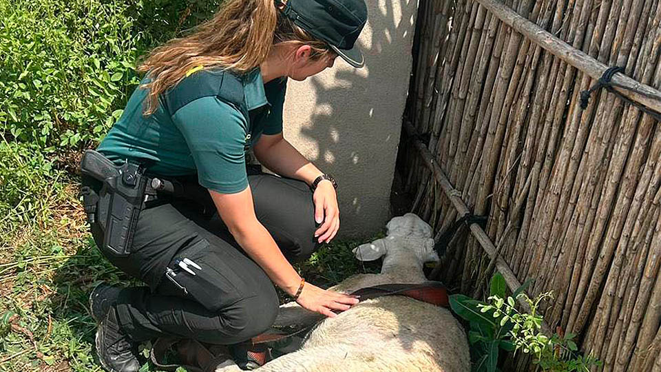 alfaro rescate oveja2