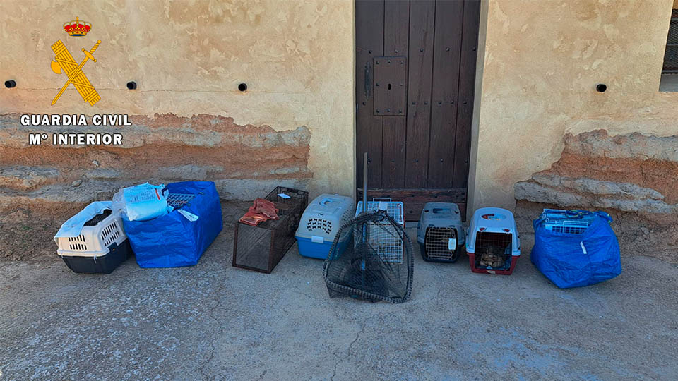 borja perros gatos recuperados2