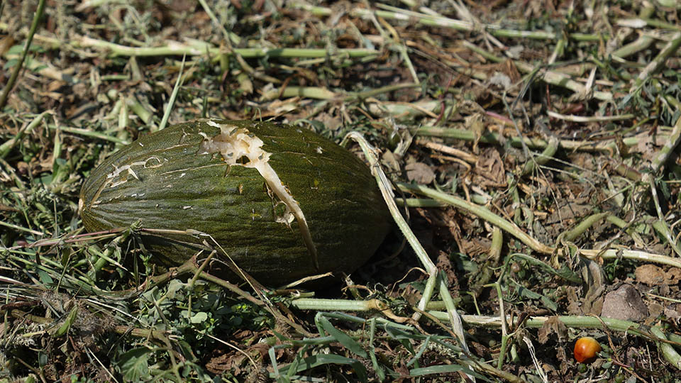 granizo cintruenigo corella fitero5