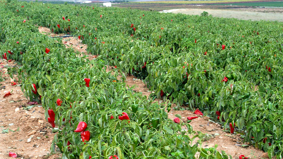 pimiento piquillo lodosa campaña