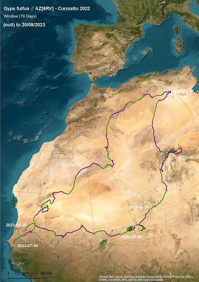 Buitre Cornialto en el Sahara