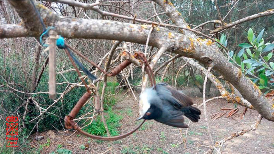 corella detenido captura pajarillos2