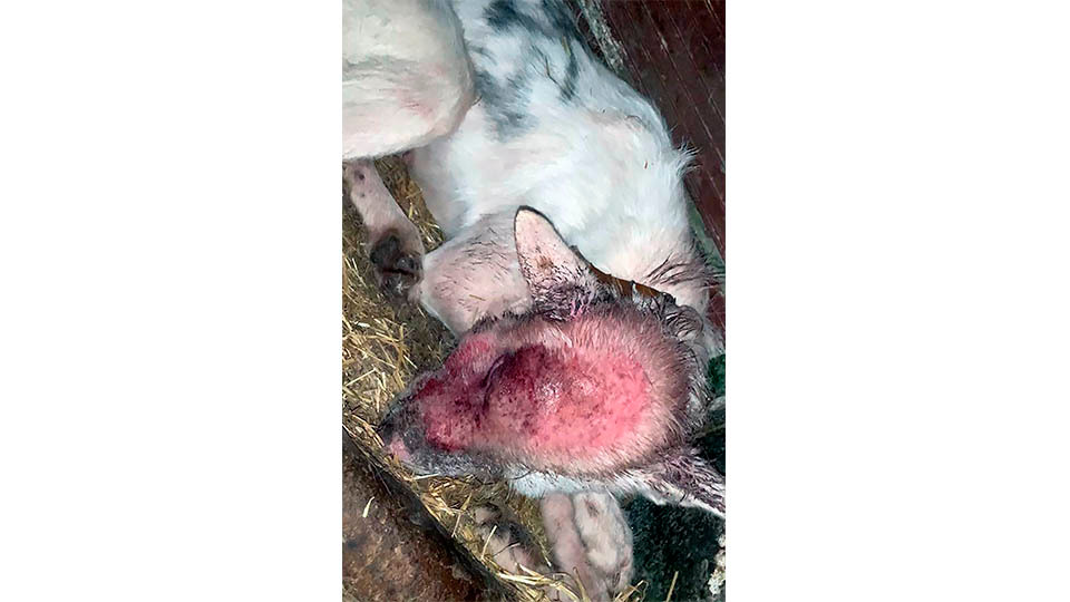 federacion navarra de caza perros enfermedad aujeszky2