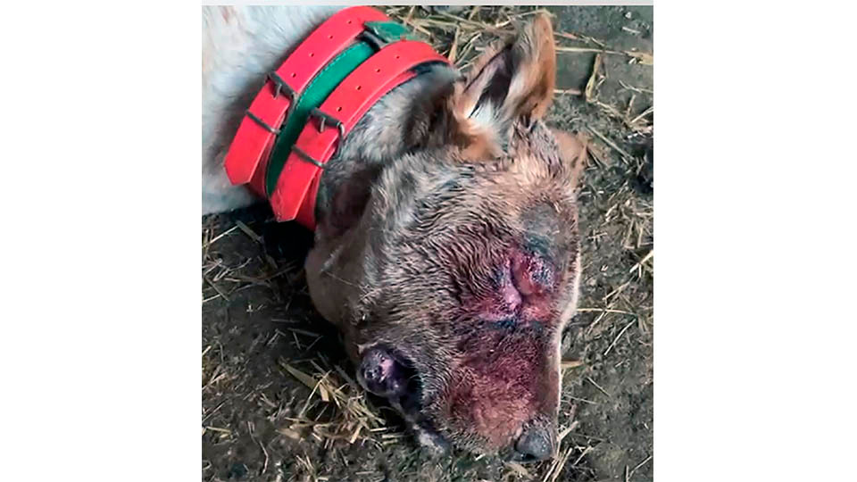 federacion navarra de caza perros enfermedad aujeszky3