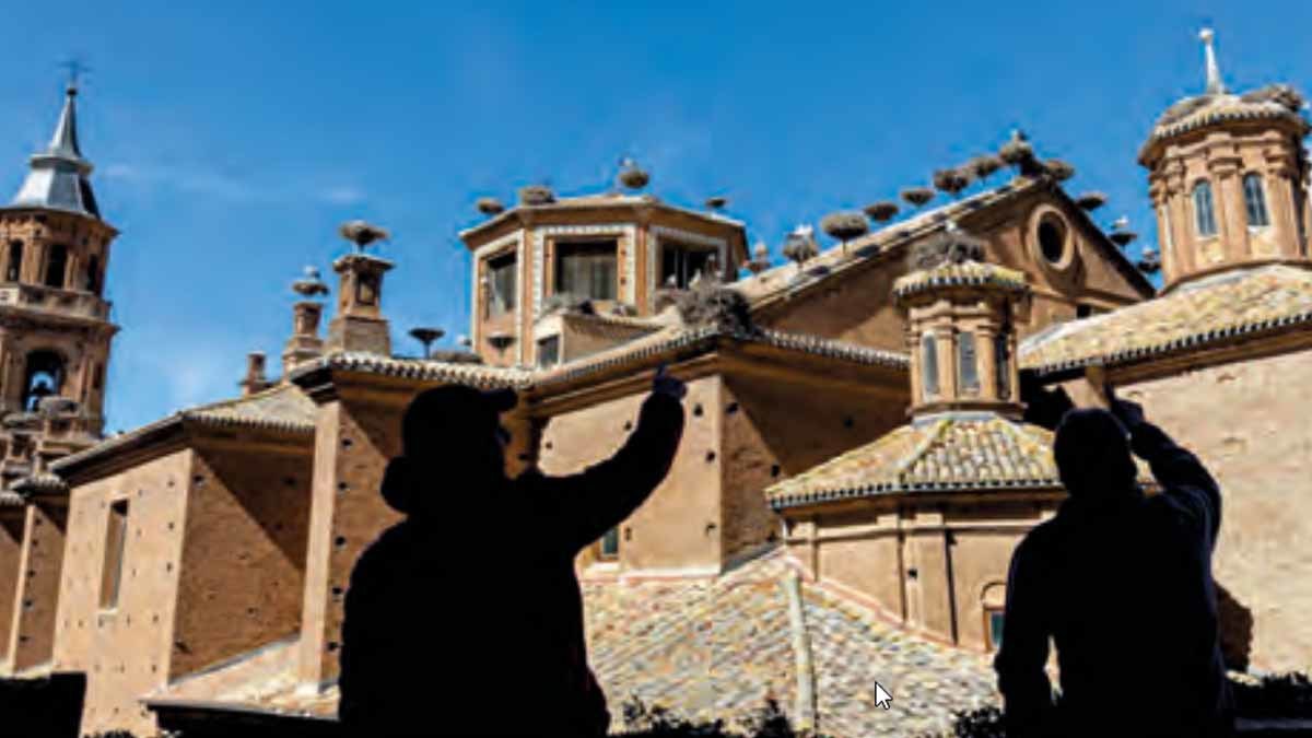 Mirador de las cigüeñas alfaro