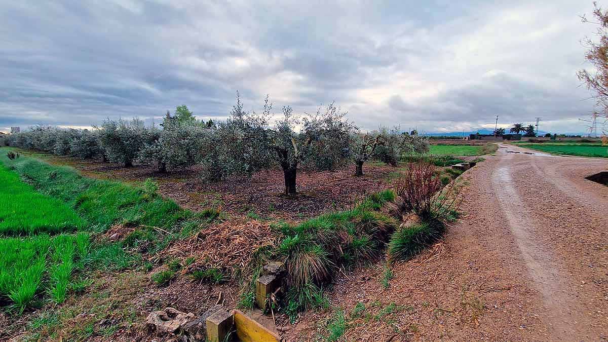 campo de olivos camino de gardachales