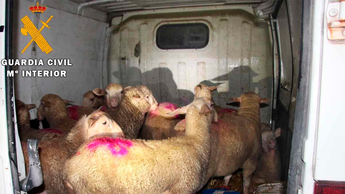 ovejas robo ganado tudela2