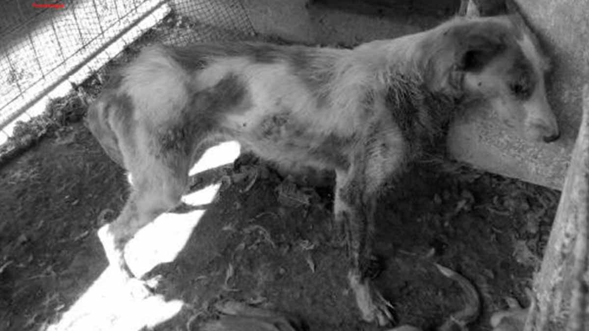 perrera en malas condiciones higiénico-sanitarias2