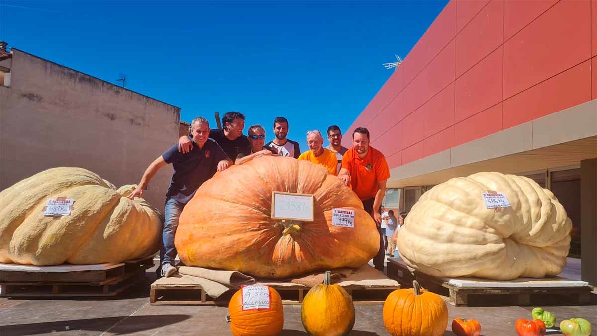 concurso de calabazas gigantes de valtierra