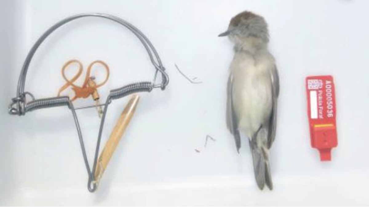 pajarillos cintruénigo2