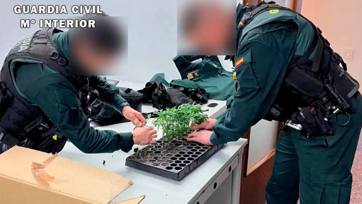 corella marihuana guardia civil2