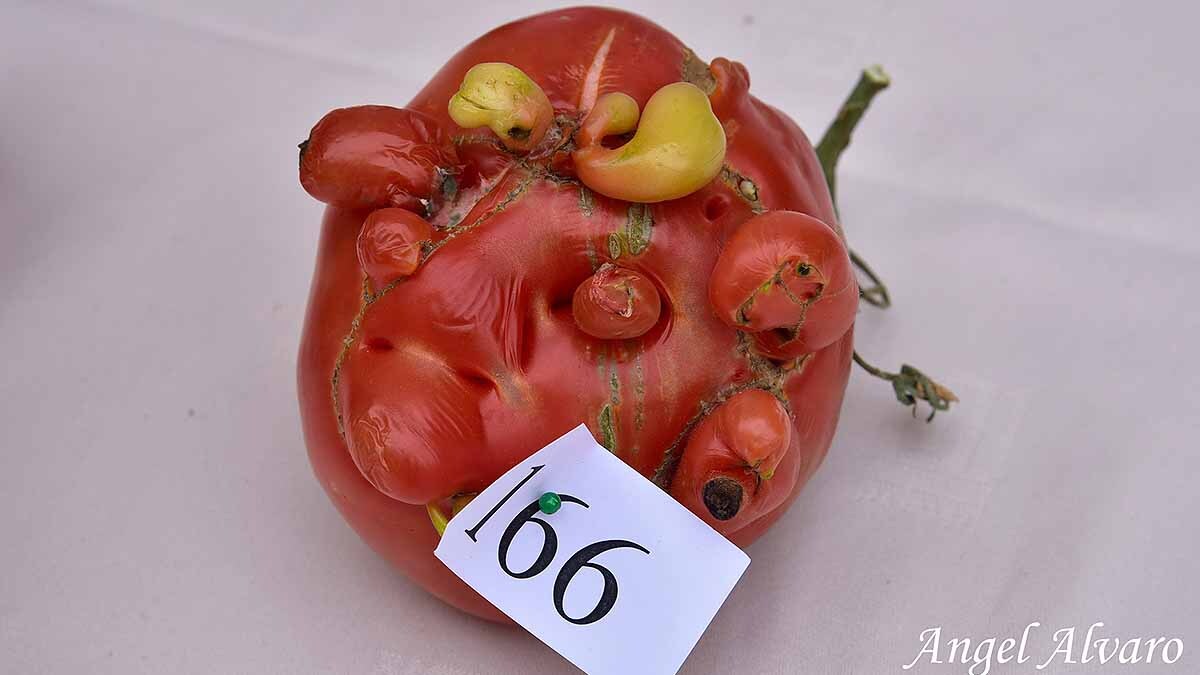 18º Concurso del Tomate Feo de Tudela3
