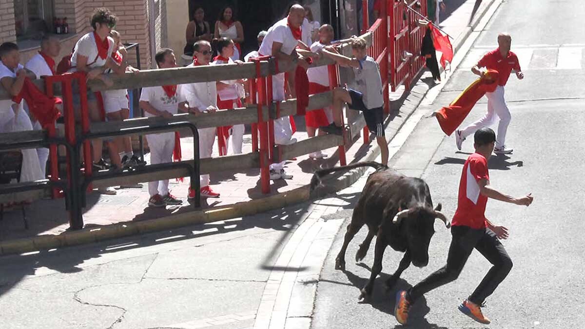 Vacas en Fiesats de Milagro. Lunes 1 de septiembre de 2025