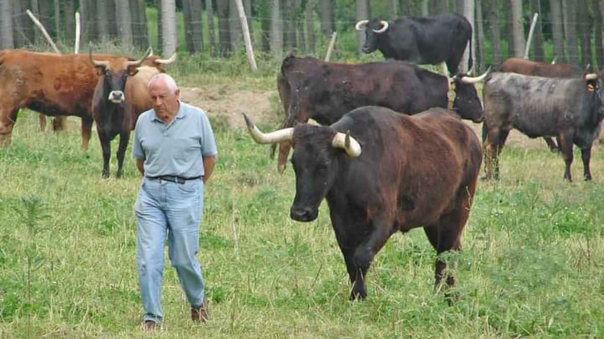 José Luis Pejenaute con Toro Capitán. Foto Navarra Taurina Santos Zapatería